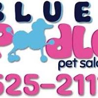 Blue Poodle Pet Salon