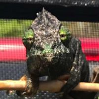 Reptile & other pets Frenzy