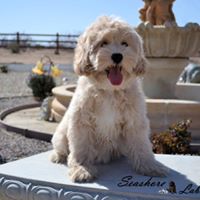 Seashore Labradoodles