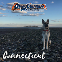 Connecticut Off Leash K9 Training