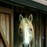 Dunlap Equine Services