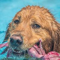 Golden Retriever Rescue of Southwest Florida