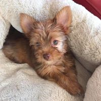 Teacup Yorkies For Sale