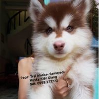 Tr?i Alaska – Samoyed – Husky KiÃªn Giang 0968277772