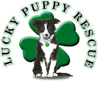 The Lucky Puppy Rescue