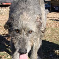 Sarken Kennels Irish Wolfhounds