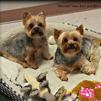 Mountain View Bed and Biscuit with Pet Spa