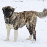 Anatolian Shepherds