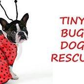 Tiny bug dog rescue inc