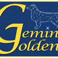 Gemini Goldens