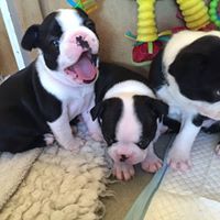 Boston Terrier for sale