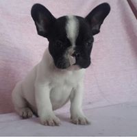 French bulldog puppies for sale