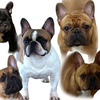 MRVEC French Bulldogs