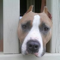 Break The Chain Pit Bull Rescue