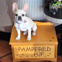 The Pampered Pet Grooming Salon