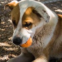 Tombstone Small Animal Shelter