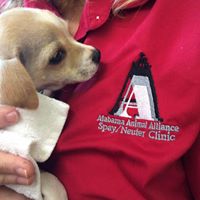 Alabama Animal Alliance Spay/Neuter Clinic