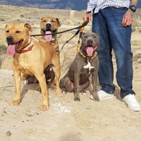 Grand Junction Pit Bull Rescue