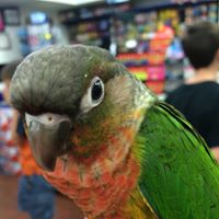 Lacey’s Books and Birds