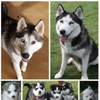 Negley Husky Puppies