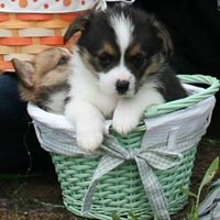 Justintime Farm Welsh Corgis