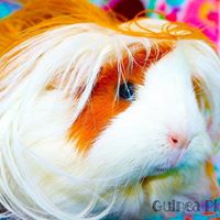 Guinea Piggies Designs