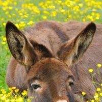 Florida Donkeys and Mules