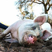 Cotton Branch Animal Sanctuary