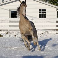 Desert Wind Pinto Horses