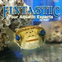 Fintastic Charlotte