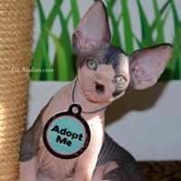 Lilnudists Cattery Available Sphynx & Bambino Cats & Kittens