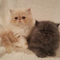 Purr Babies Persian Kittens