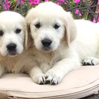 Puppies for Sale Usa