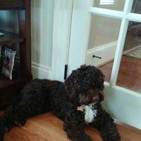 Lake Blue Australian Labradoodles