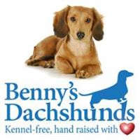 Benny’s Dachshunds