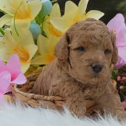 Springdale Labradoodles of Greensboro, NC