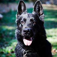 Best Black German Shepherds . com