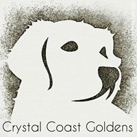 Crystal Coast Goldens