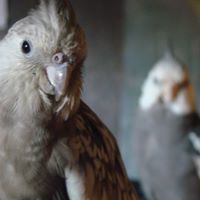 Carolina Cockatiels