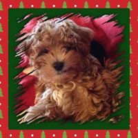 Maltipoo puppies for sale