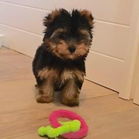 Maltipoo, Morkie & Yorkie Puppies For Sale