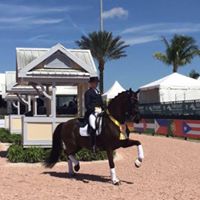 Kevin Kohmann Dressage