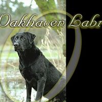 Oakhaven Labradors