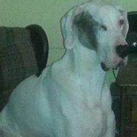 Charleston, SC Area Great Dane Rescue