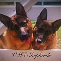 VMS Shepherds & Bulldogs