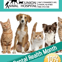 Union Animal Hospital