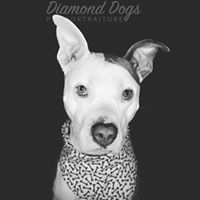 Diamond Dogs – Pet Portraiture