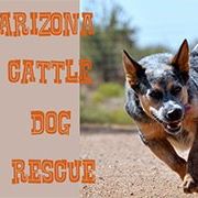 Arizona Cattle Dog Rescue