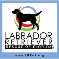 Labrador Retriever Rescue of Florida – District 4 Jacksonville