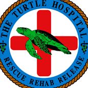 The Turtle Hospital